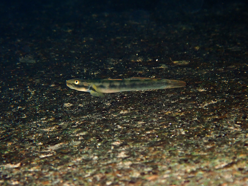 Fehlmann's cling goby (Smilosicyopus fehlmanni) — Gobiidae