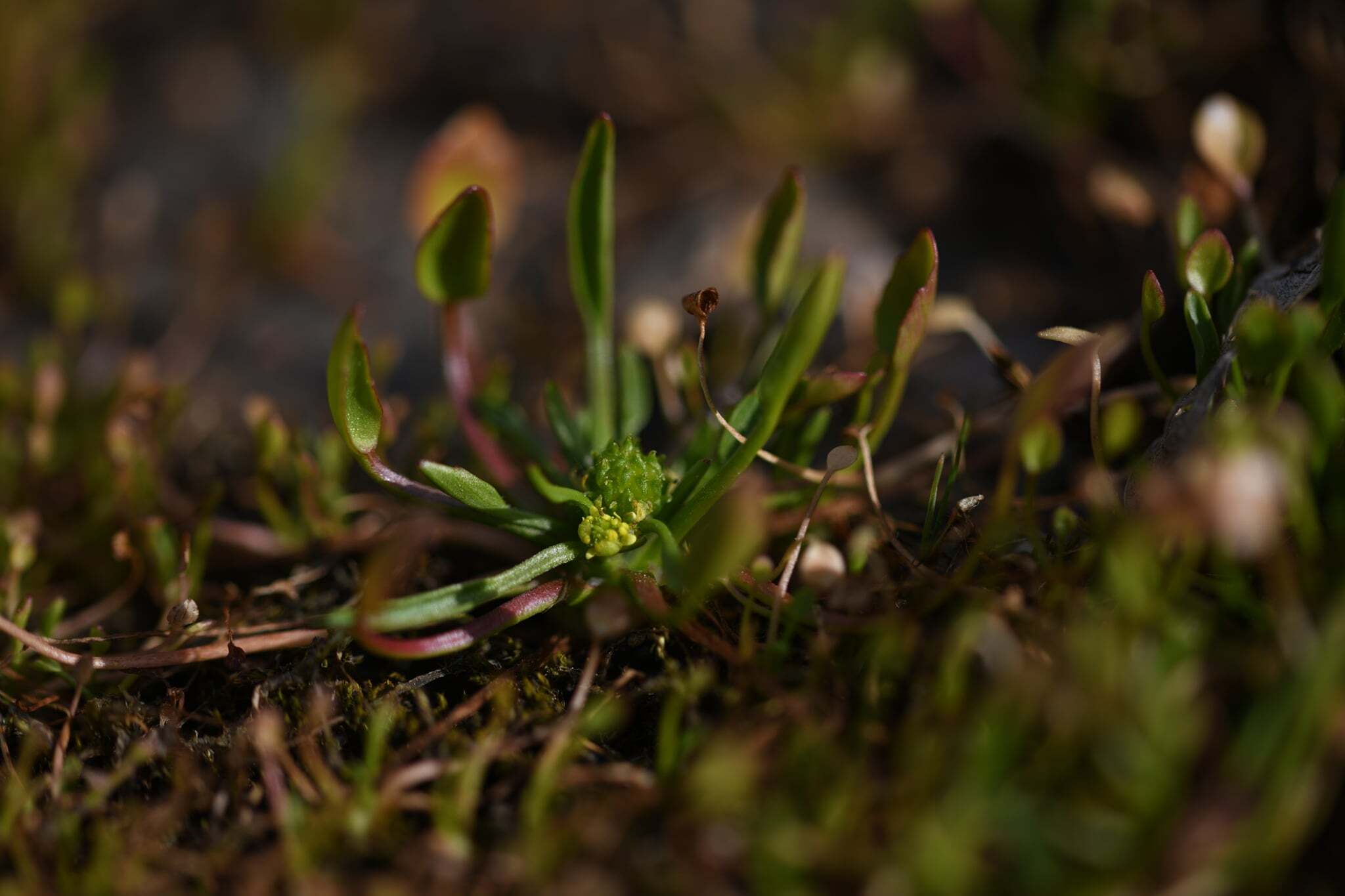 Ranunculus nodiflorus