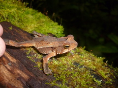 Incilius leucomyos