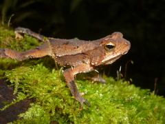 Incilius leucomyos
