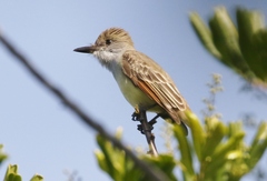 Myiarchus tyrannulus