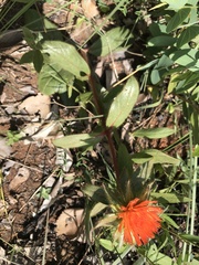 Gomphrena arborescens