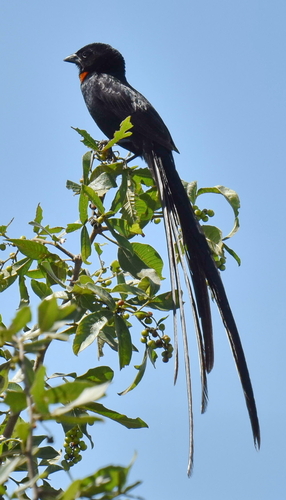 Red-collared Widowbird (Euplectes ardens), photo 9