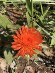 Gomphrena arborescens