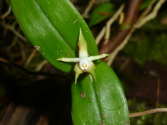 Prosthechea pygmaea