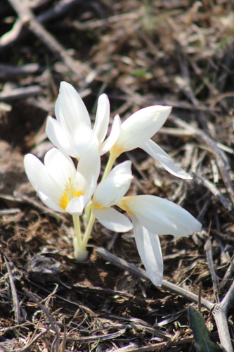 Crocus ochroleucus, photograph 2