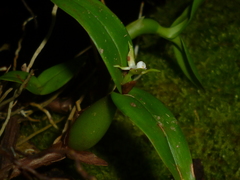 Prosthechea pygmaea