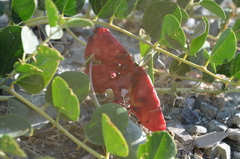 Capparis spinosa herbacea