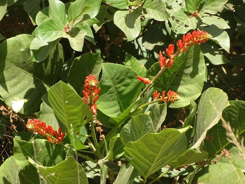 Erythrina senegalensis