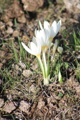Crocus ochroleucus, photograph (c) yelena_antipova, some rights reserved (CC BY)