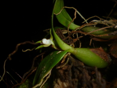 Prosthechea pygmaea