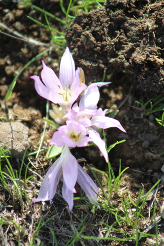 Jordanian Meadow Saffron (Colchicum szovitsii)