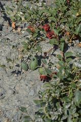 Capparis spinosa herbacea