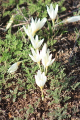 Crocus ochroleucus