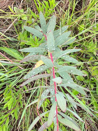 Yellowhead Curryflower (Lasiosiphon kraussianus)