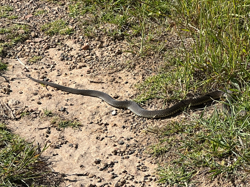 Lowlands Copperhead sighting