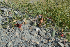 Capparis spinosa herbacea