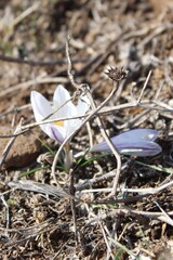 Crocus aleppicus, photograph (c) yelena_antipova, some rights reserved (CC BY)