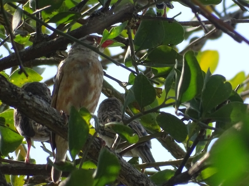 Red-billed Quelea
