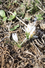 Crocus aleppicus, photograph (c) yelena_antipova, some rights reserved (CC BY)