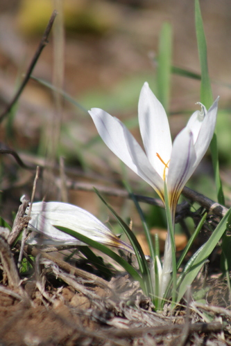 Aleppo Crocus (Crocus aleppicus)