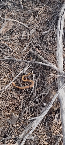 Ringed Brown Snake sighting