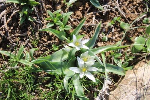 Lance-leaved Star of Bethlehem (Ornithogalum lanceolatum)