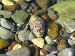 Duttaphrynus dhufarensis