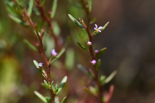 Thymeleaf loosestrife (Lythrum thymifolia)