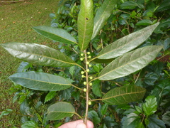 Ficus colubrinae