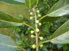 Ficus colubrinae