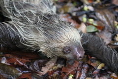 Choloepus didactylus