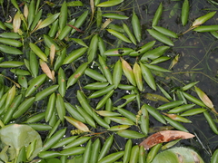 Potamogeton octandrus