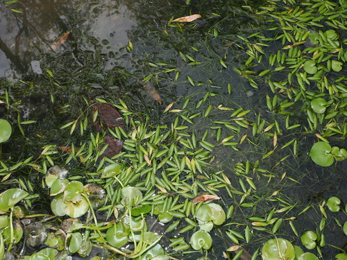 Potamogeton octandrus, photograph 1