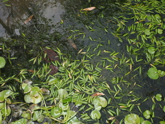 Potamogeton octandrus, photograph (c) Lucas Christofides, some rights reserved (CC BY)
