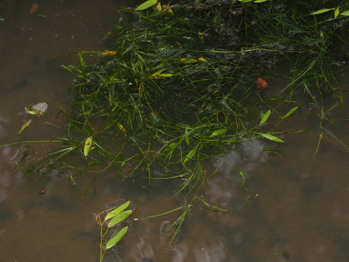 Potamogeton octandrus, photograph 2