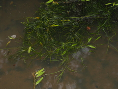 Potamogeton octandrus, photograph (c) Lucas Christofides, some rights reserved (CC BY)