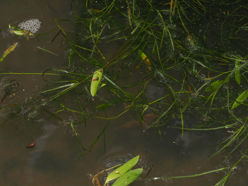 Potamogeton octandrus, photograph 3