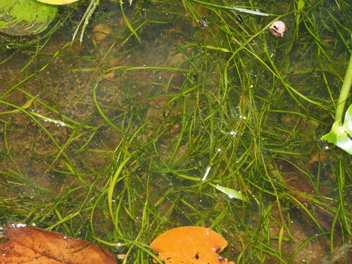 Potamogeton octandrus, photograph 4