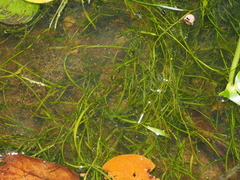 Potamogeton octandrus, photograph (c) Lucas Christofides, some rights reserved (CC BY)