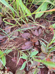 Hermannia depressa, photograph author not stated, no rights reserved