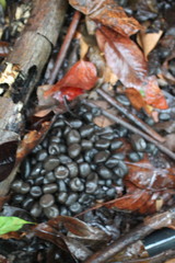 Choloepus didactylus