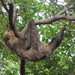 Linnaeus's Two-toed Sloth - Photo (c) Susan Gerber, some rights reserved (CC BY-NC), uploaded by Susan Gerber