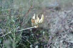 Astragalus glaucus