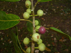 Ficus colubrinae