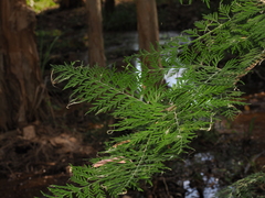 Grevillea robusta