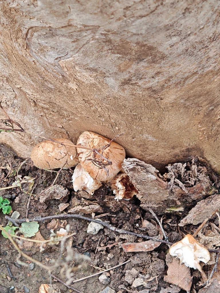Hemipholiota populnea · December 2025 · photo: © p_andrey (iNaturalist, cc-by-nc)
