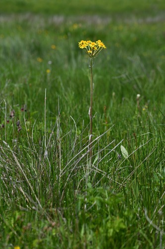 Helen's ragwort (Tephroseris helenitis)