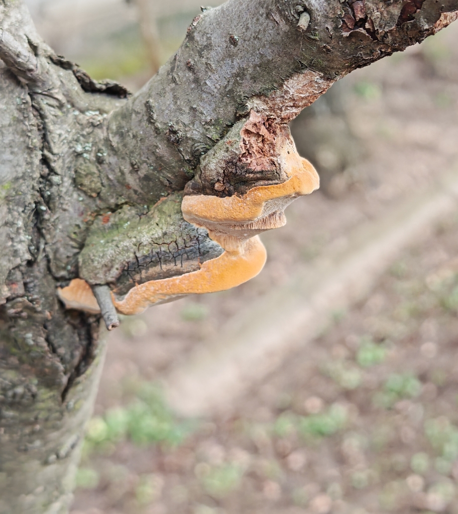 Phellinus pomaceus