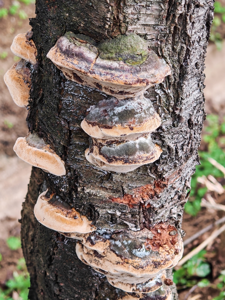 Phellinus pomaceus · December 2025 · photo: © p_andrey (iNaturalist, cc-by-nc)